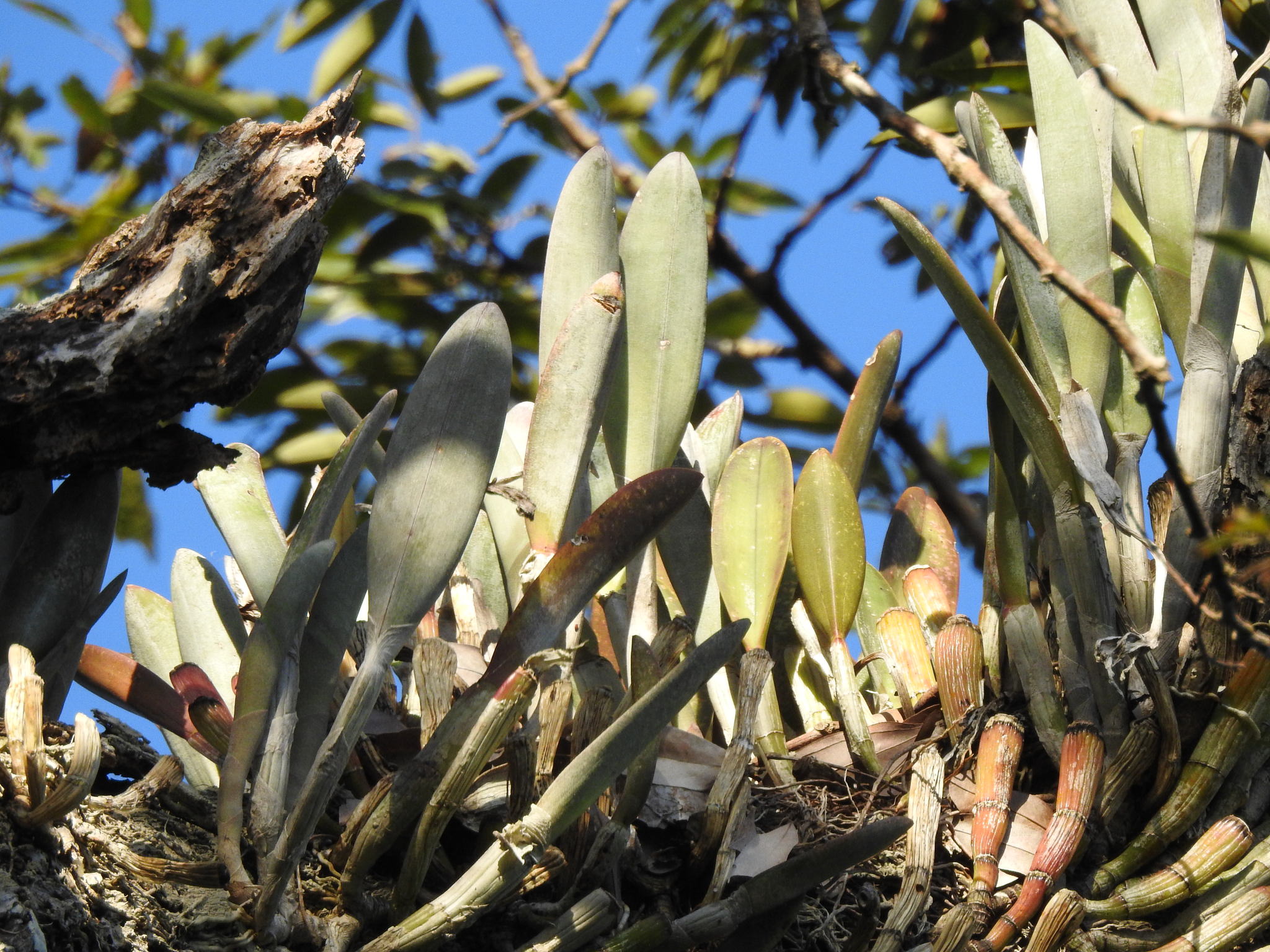 Rhyncholaelia digbyana